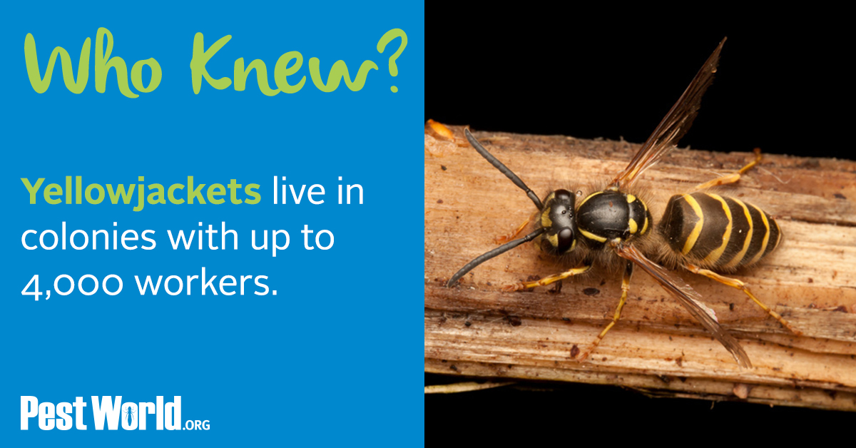 EM Pest Control Yellow Jackets Can Be A Stinging Problem
