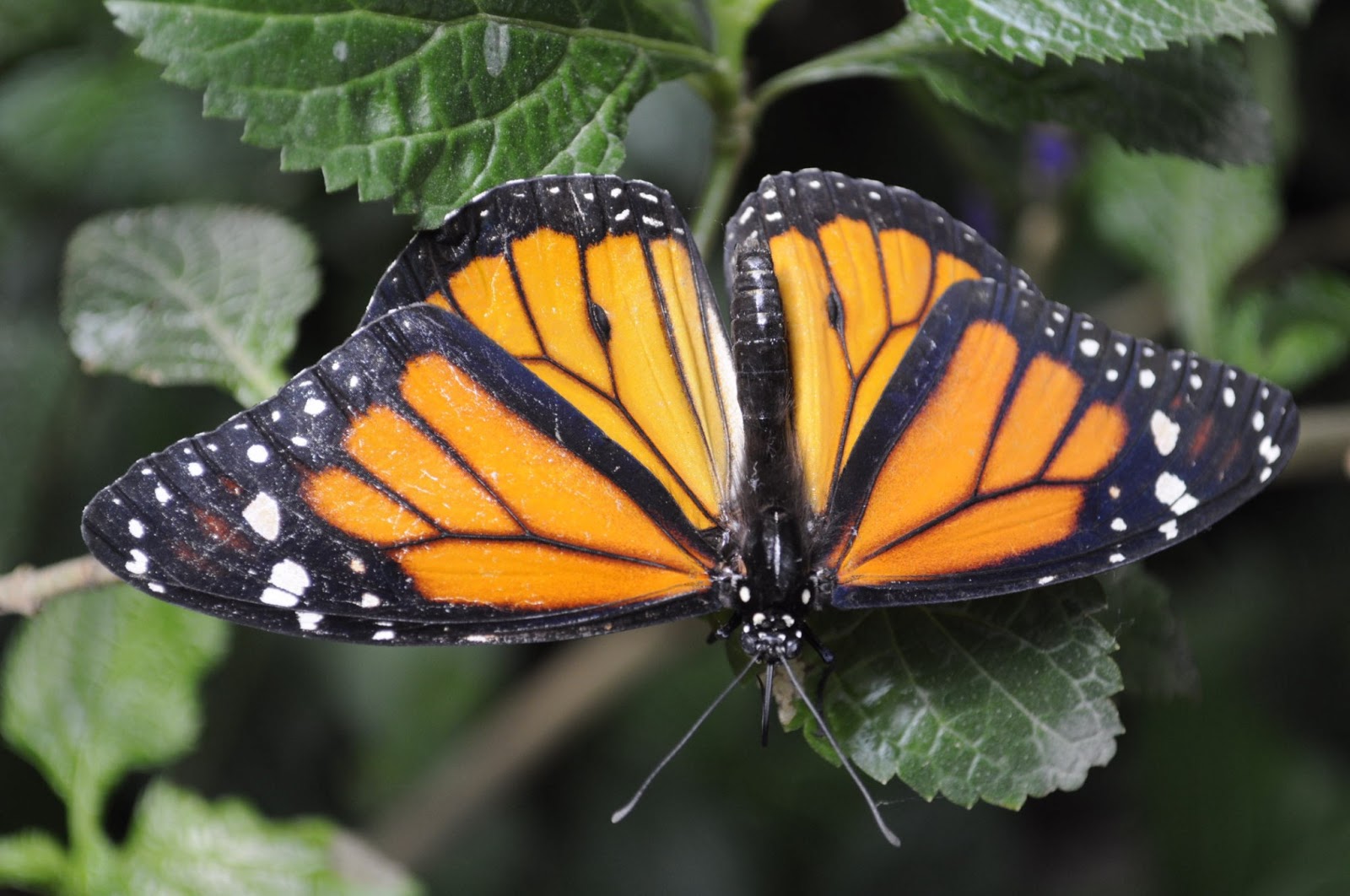 Taller de Bioarte: La Metamorfosis de las Mariposas