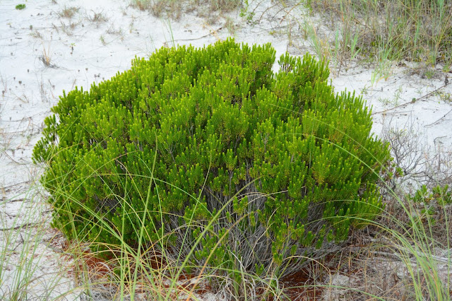 Ceratiola ericoides Ceratiola ericoides