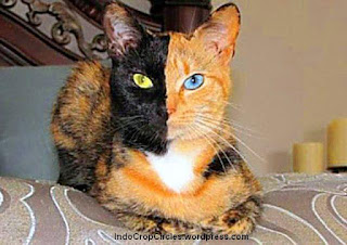 Ini Dia 8 Kucing Yang mempunyai Warna Mata Berbeda Namun Tampak Indah Ini Dia 8 Kucing Yang mempunyai Warna Mata Berbeda Namun Tampak Indah