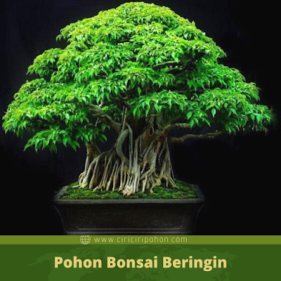 Ciri Ciri Pohon Bonsai Beringin