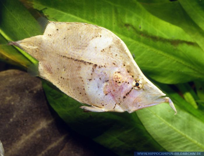 ZA FISH ACTION Leaf Fish (Monocirrhus polyacanthus), Si Daun Pandai