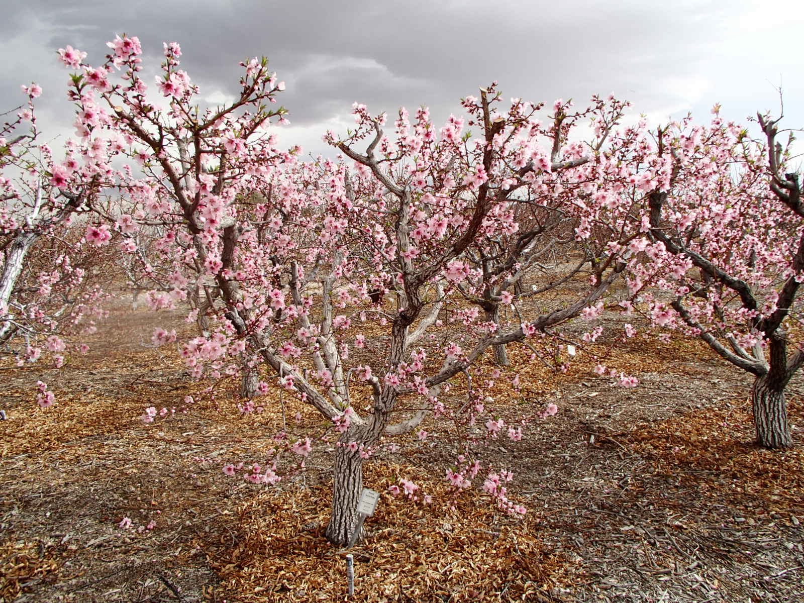 Xtremehorticulture of the Desert What To Do To Peach Trees in Late