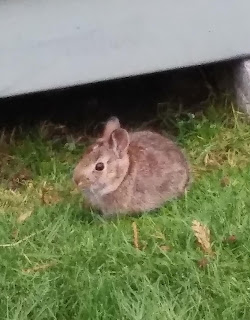 Hopefully a wild bunny not a feral housepet released to the wilds when cute bunnyness wore off.