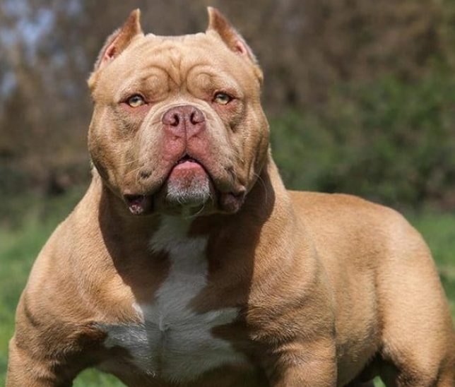 most scary dog breeds
