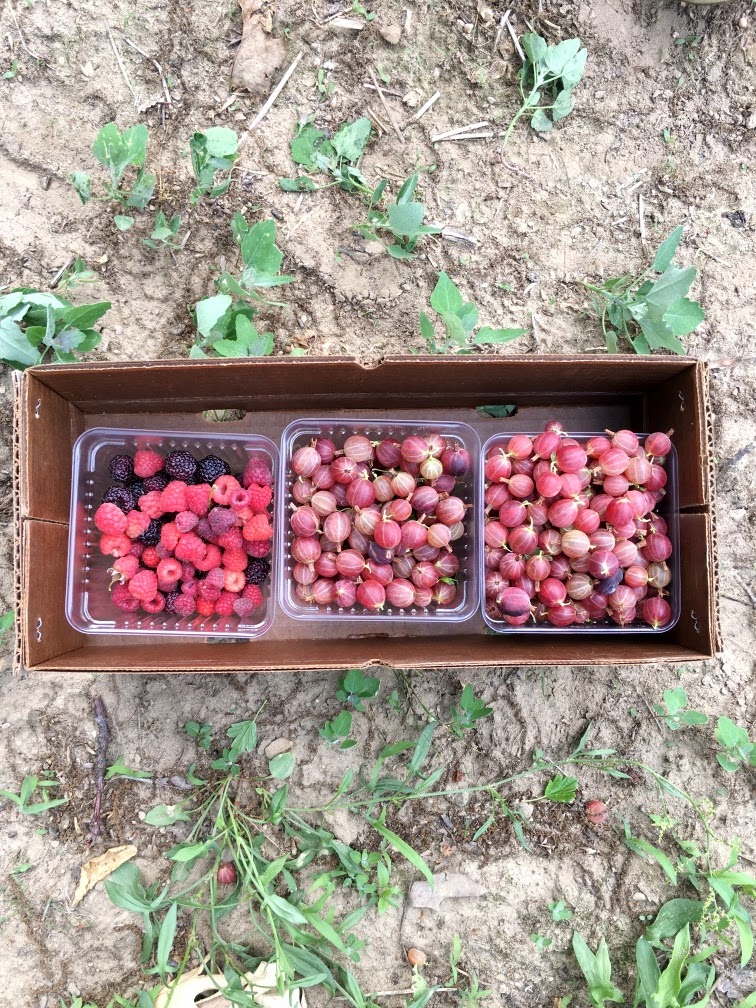 picking gooseberries and raspberries at a u-pick farm in Ohio