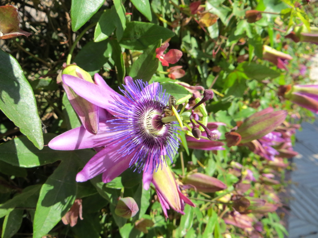 purple flower alcudia mallorca