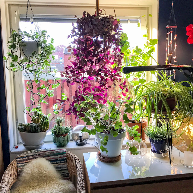 bedroomwindow, krukväxter, plants bedroomwindow, krukväxter, plants