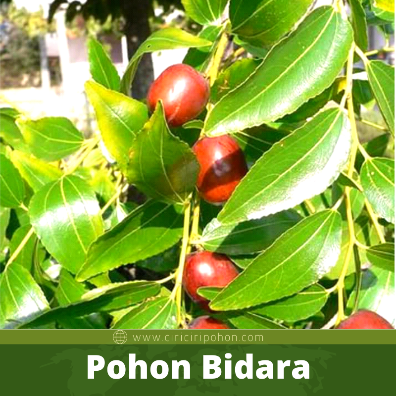 Bibit Pohon Bidara