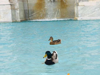 Tại Ý, ngay sau lệnh phong tỏa, thiên nga và cá heo đã "ngang nhiên" xuất hiện tại các con kênh ở Venice. Ngoài ra, nhiều đàn cá nhỏ cũng lần lượt "đổ bộ" đến đây. Còn tại Rome, ở một số đài phun nước, nhiều chú vịt thảnh thơi "thả mình" bơi lội trong dòng nước xanh mướt.