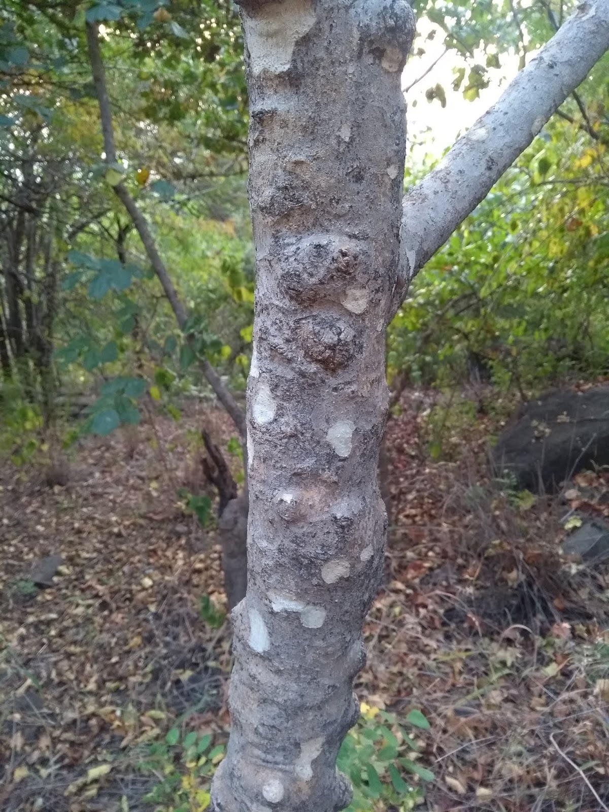 Spice Of Life Native Beauty ThursdayTreeLove spice-of-life-native-beauty-thursdaytreelove