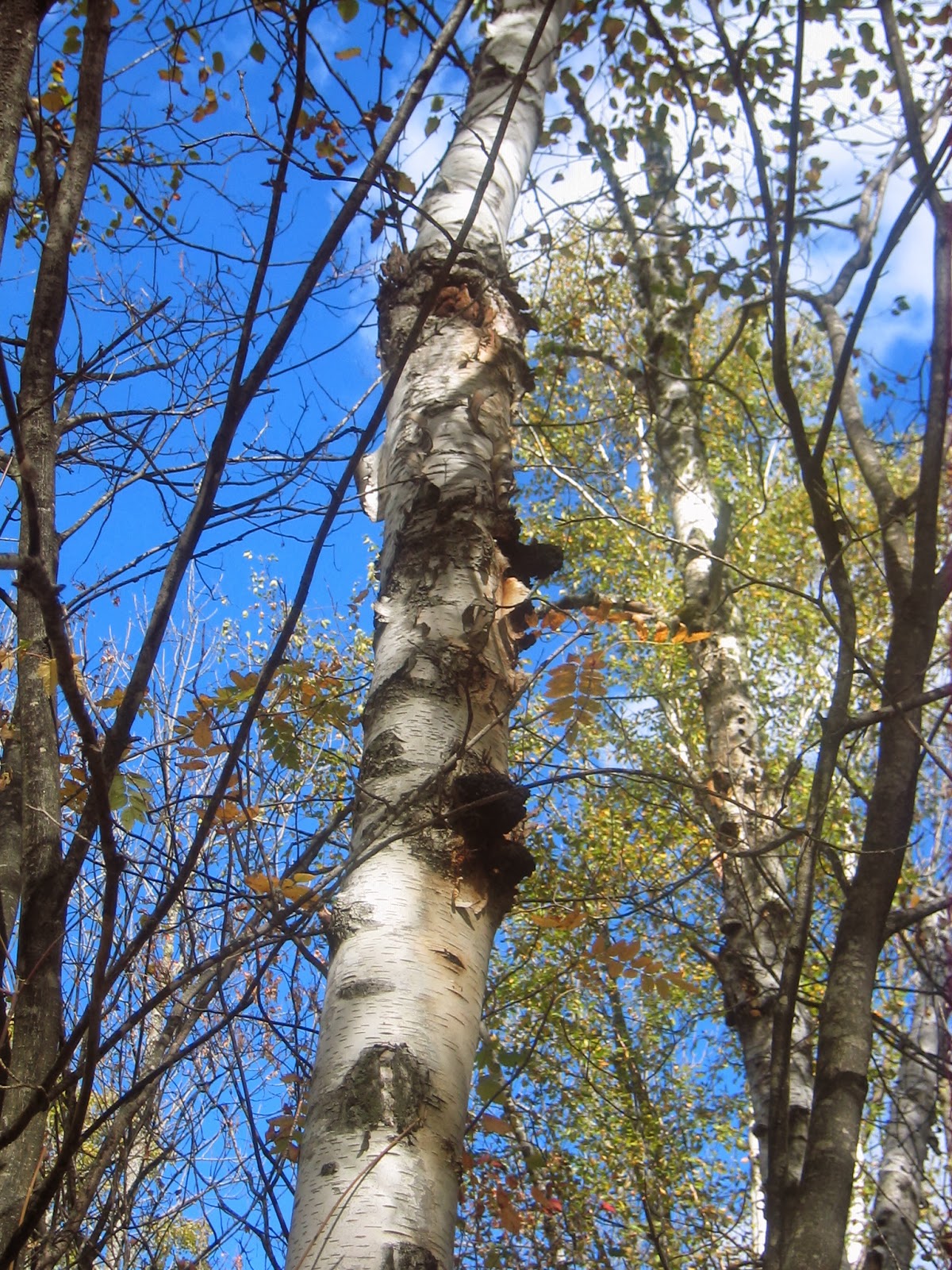 Duluth Minnesota Mushroom Hunting