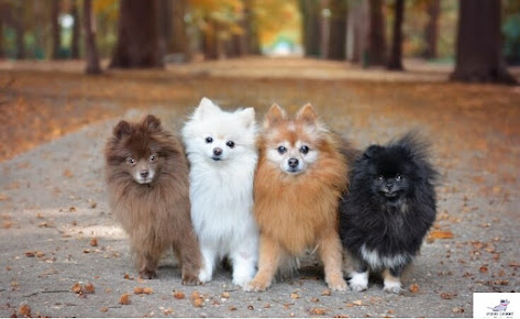 Pomeranian dog breed pictures