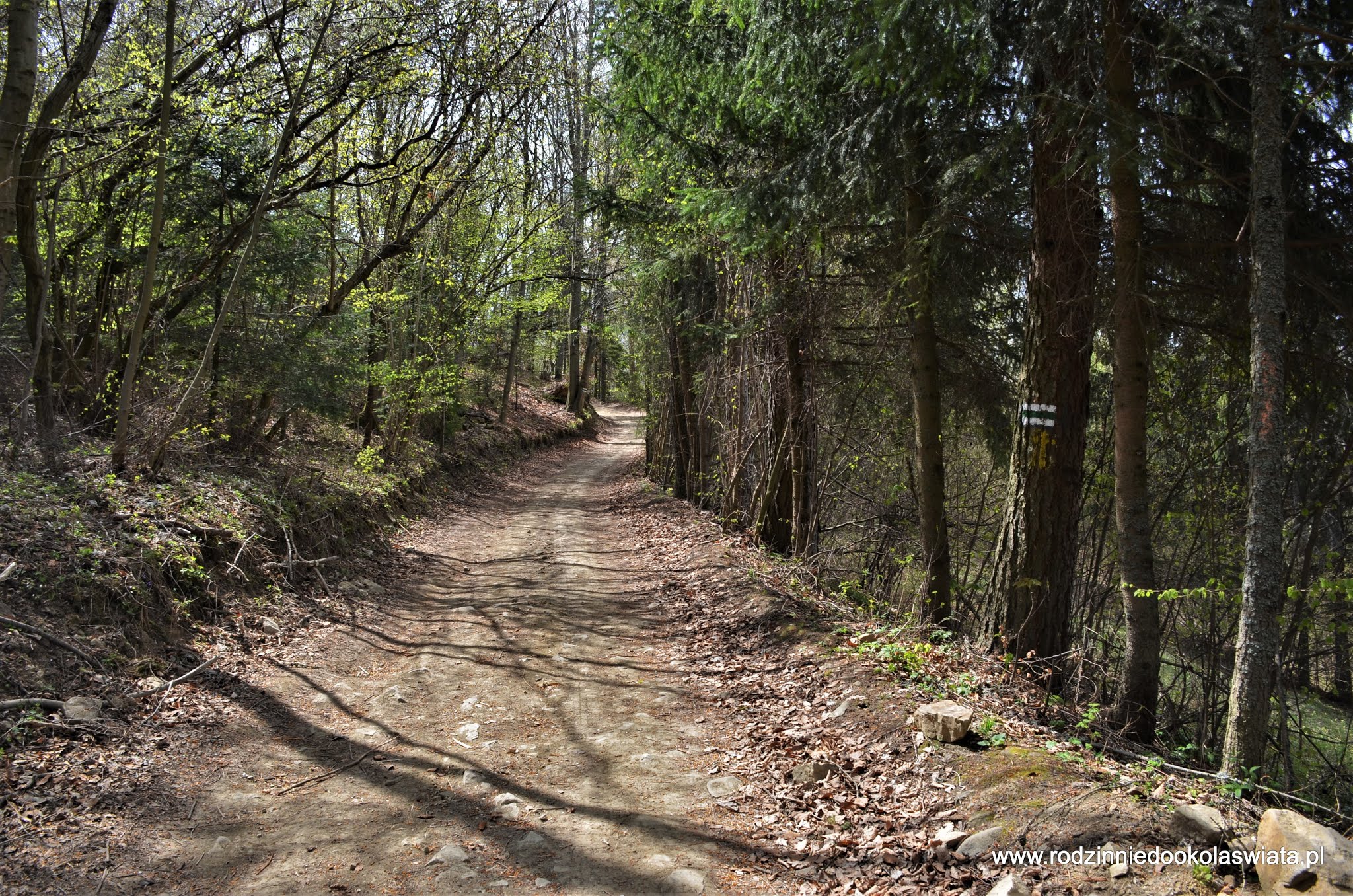 Wieża widokowa na Koziarzu z Tylmanowej Beskid Sądecki z dziećmi