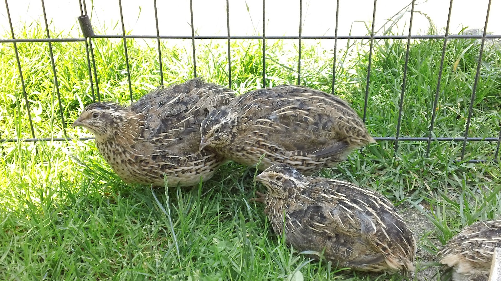 i love my quail: We love our quail! And I’m pretty sure they love us too!