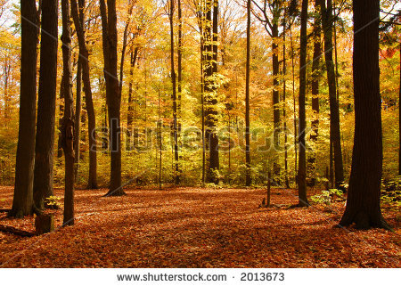 Funny Pictures Gallery Fall Forest Background Fall