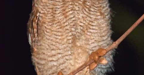 Tierra de lechuzas, búhos, mochuelos, autillos, cárabos Autillo