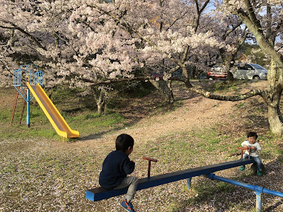 福山市公園　桜