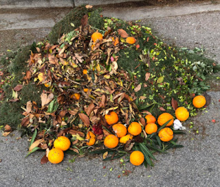 picture of yard waste with several eatable oranges in it