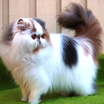 Jenis jenis Kucing Persia yang Biasa Dipelihara di 