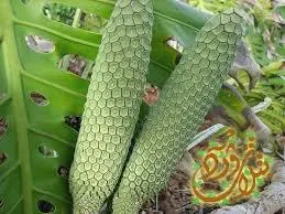 Monstera deliciosa