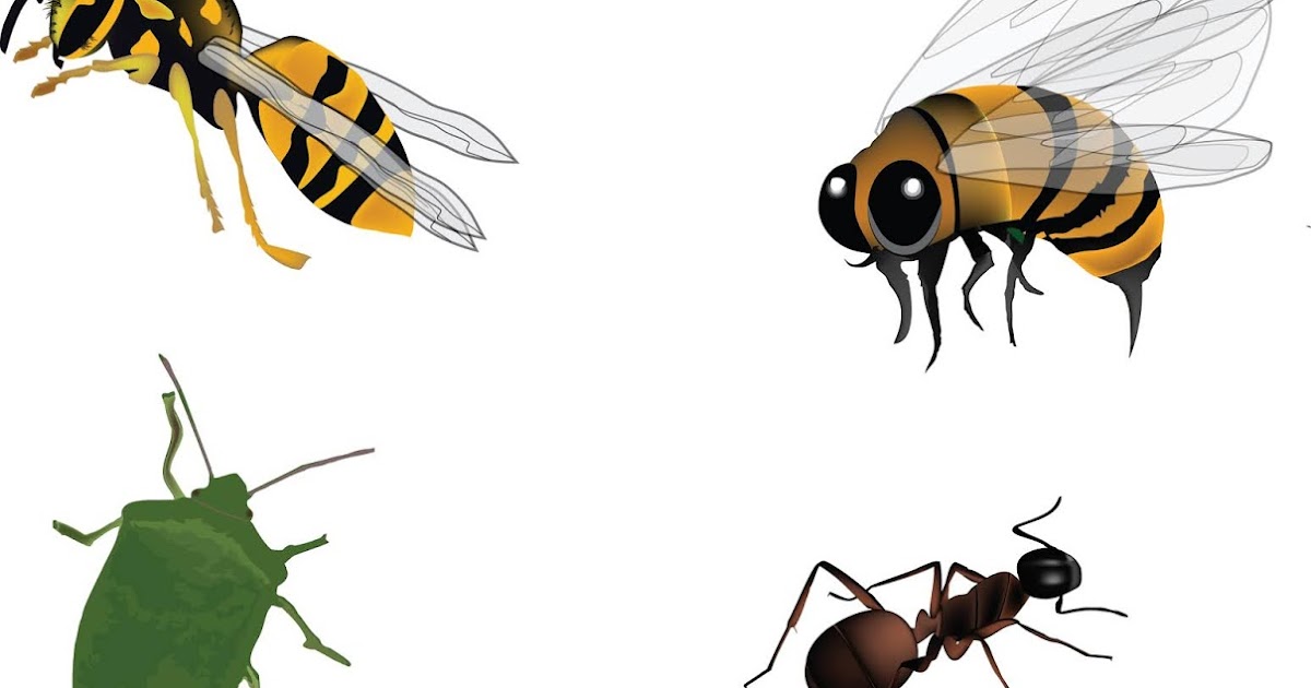 Do all insects have antennae?Daily Science Fact MooMooMath and Science