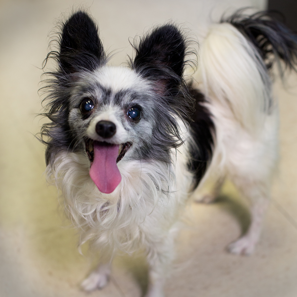 papillion animal shelter