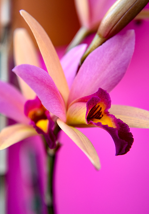 Orchid Daze 2020 | Atlanta Botanical Garden | Photo: Travis Swann Taylor
