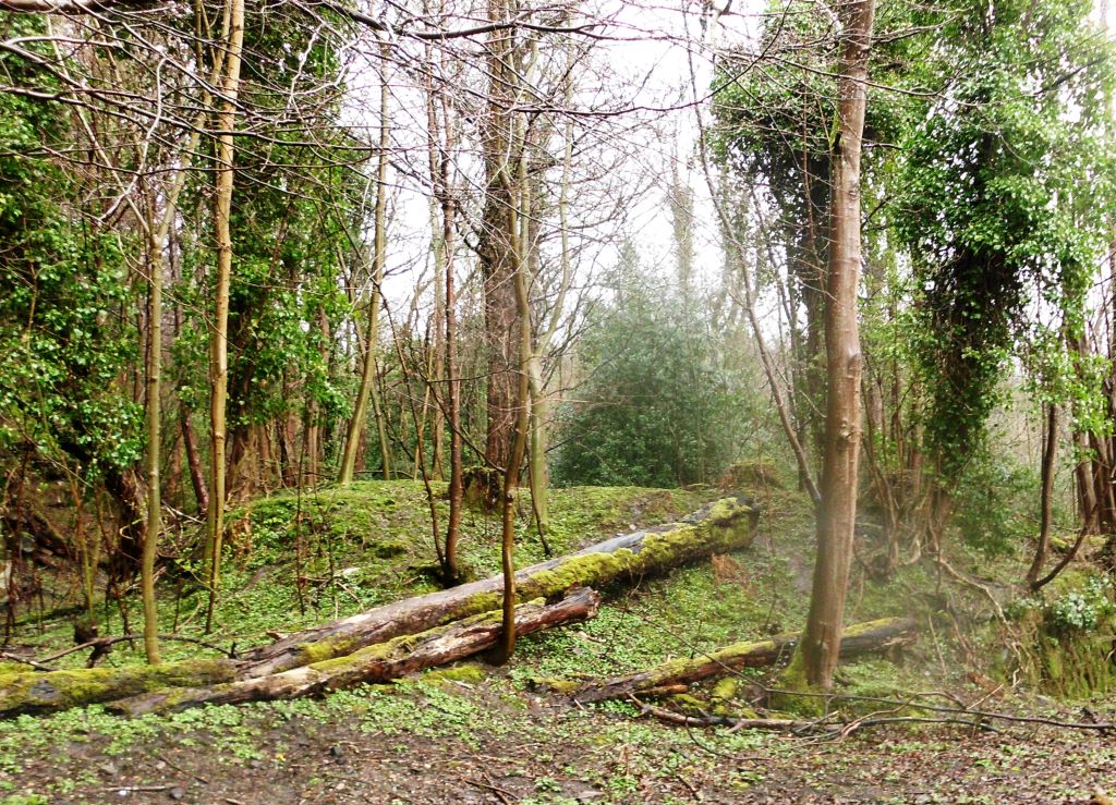 My Daily Walk Mine Wood, Bridge of Allan
