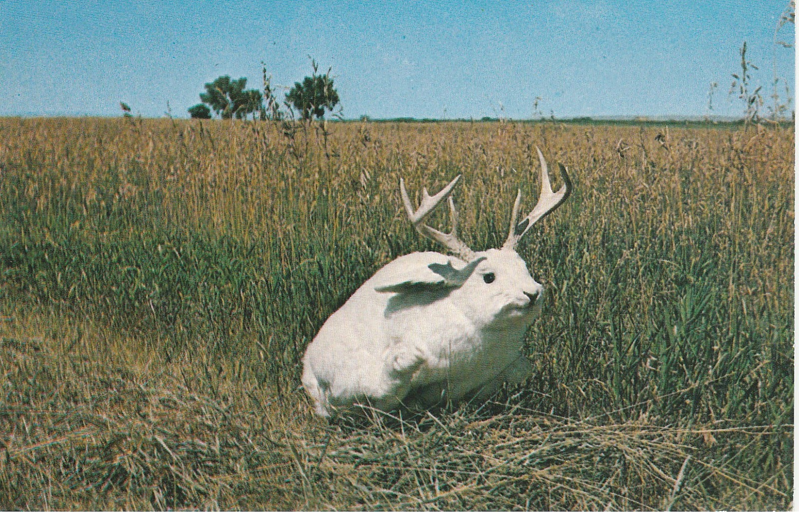 Jackalope Subspecies Gallery