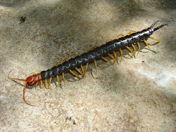 centipede centipedes giant headed missouri bite mobugs hq desert ever wallpapers