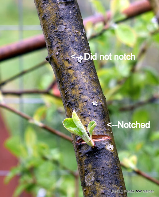 Daniel's Pacific NW Garden Notching to Encourage Branch Growth. 4.25.2021