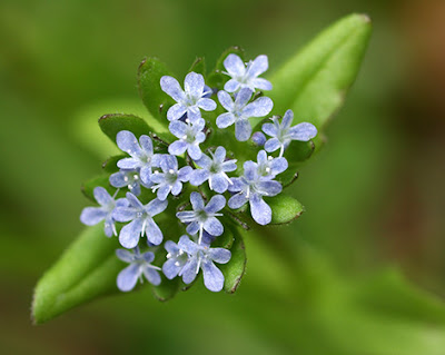Flores azul pálido de Valerianella locusta