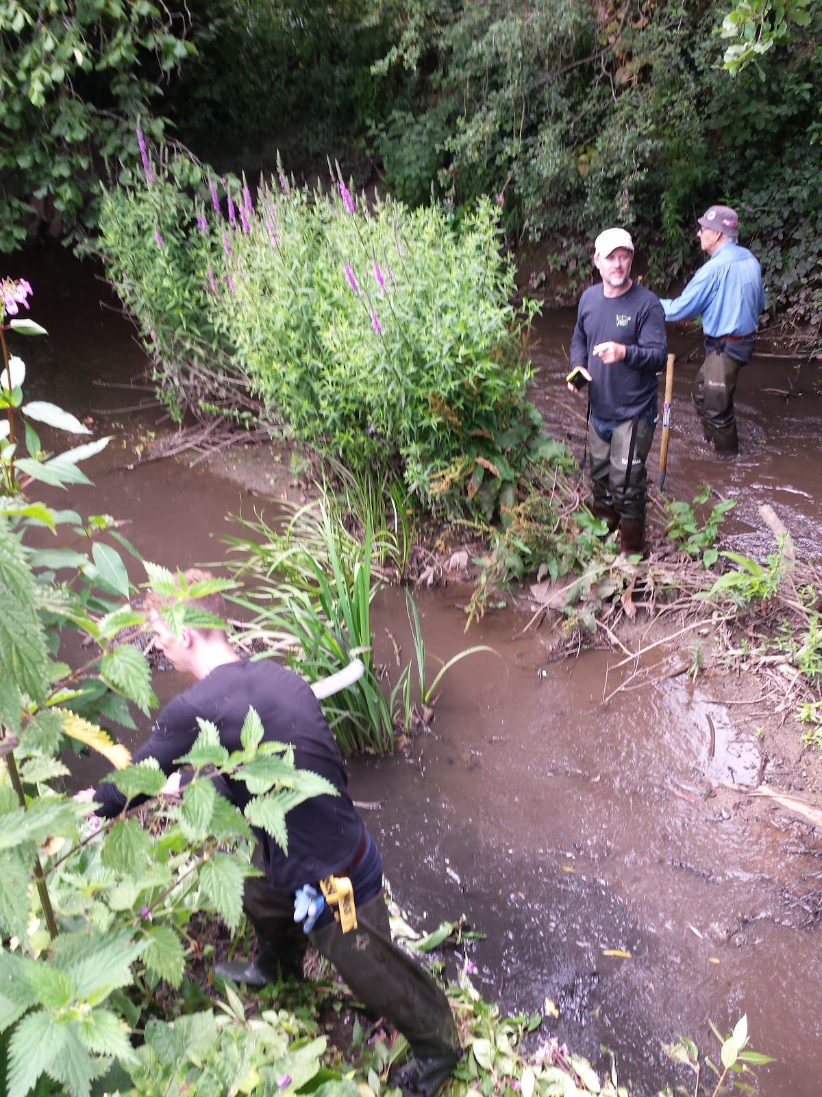 Frampton Cotterell Balsam Journal Parsonage Bridge to Nightingale Bridge