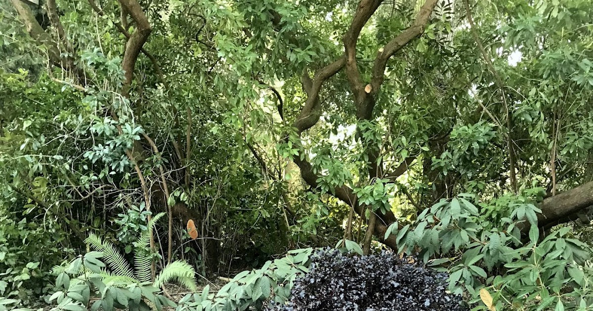 Future Plants By Randy Stewart Pittosporum