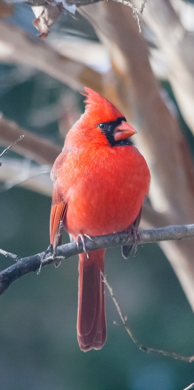 Picture of a red cardinal bird.
