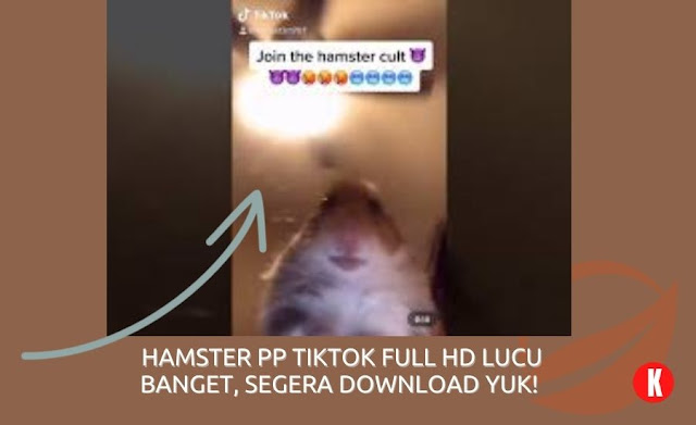 Hamster PP Tiktok Full HD Lucu Banget, Segera Download Yuk! - KAK CENG COM