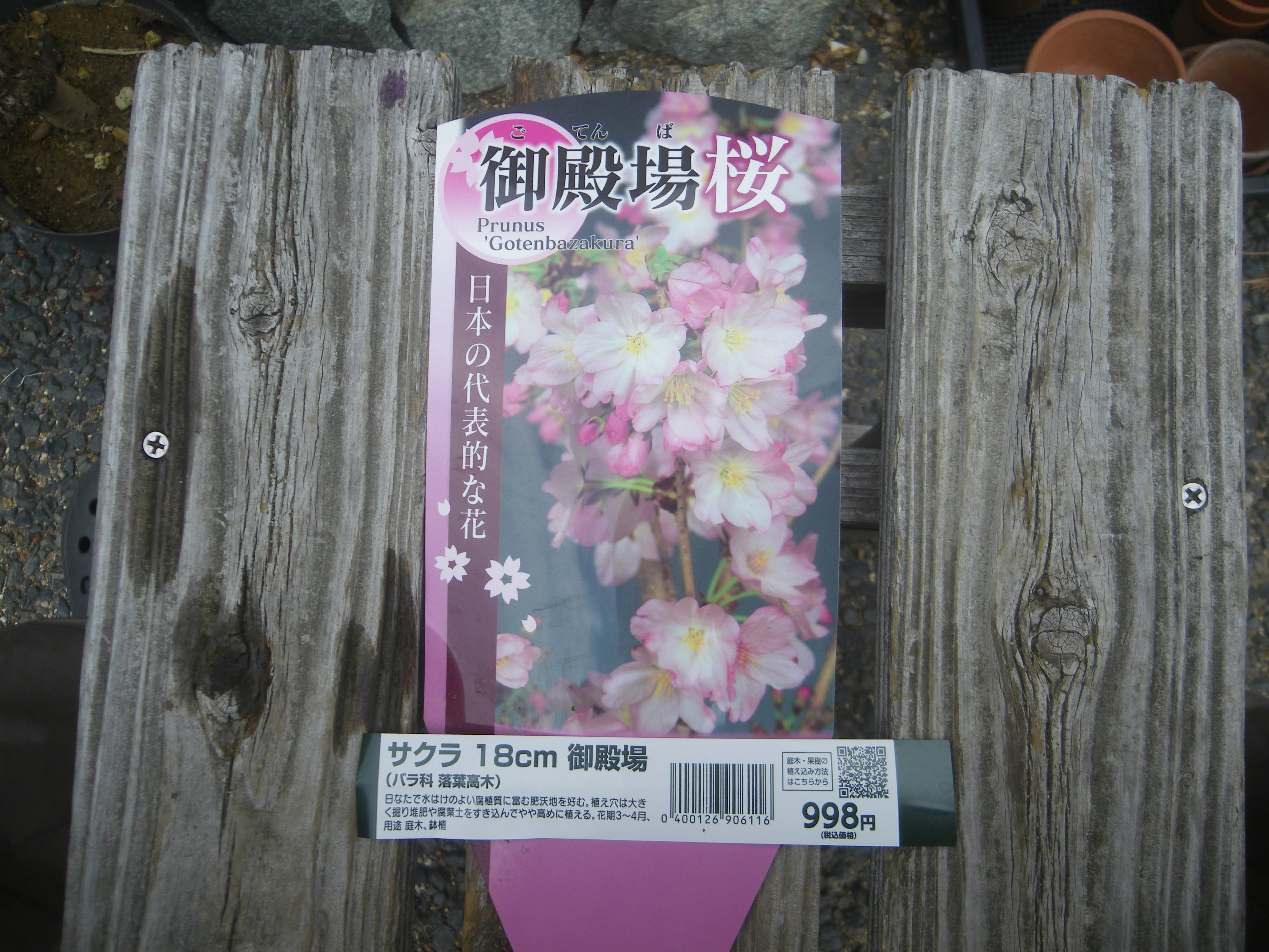 御殿場桜の育て方：鉢植えで美しい花を咲かせ、自宅で花見を楽しむ