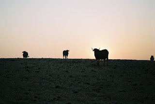 Fotografias de natureza, Castelo de Vide Fotografias de natureza, Castelo de Vide