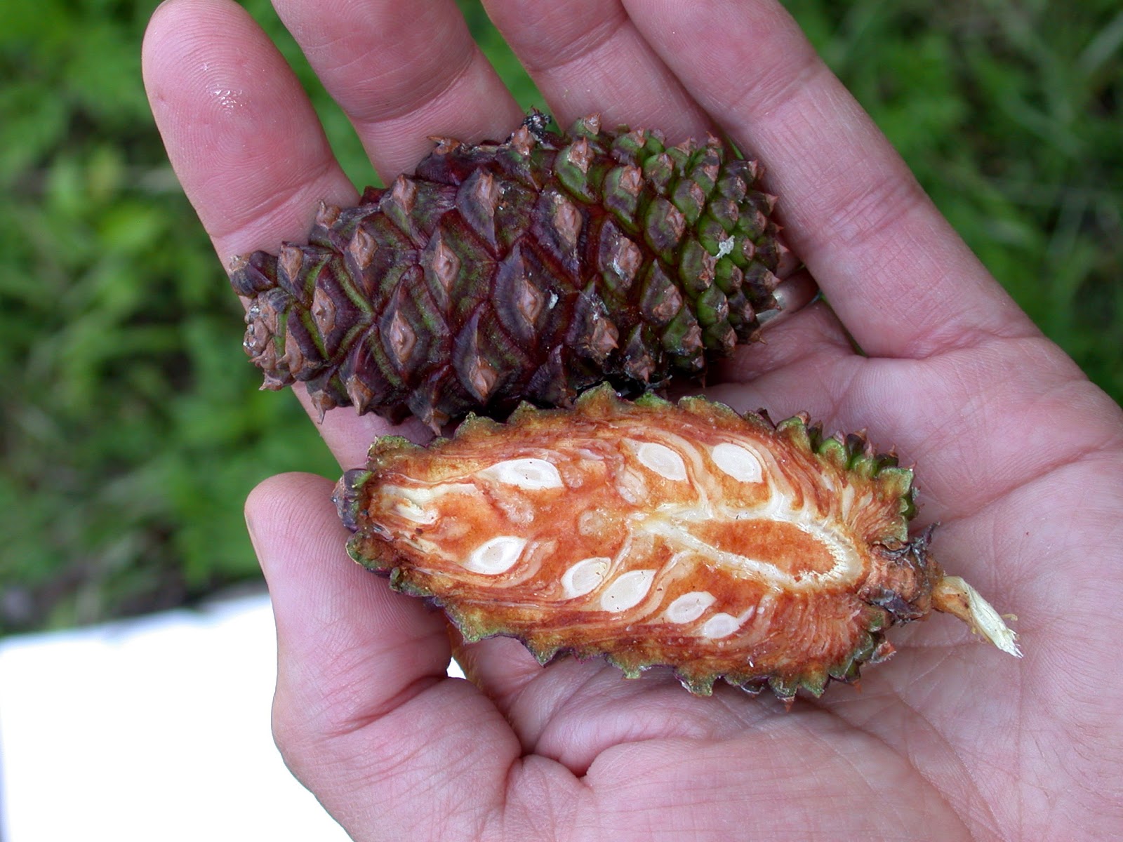 Rocky Mountain Bushcraft: Rocky Mountain Tree Identification: Lodgepole