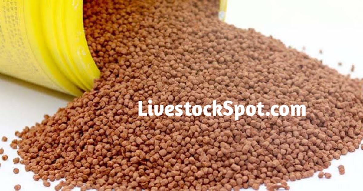 6 Steps On How To Produce Fish Feed In Nigeria LivestockSpot