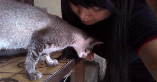 9999 Nama Kucing Unik Imut Lucu Betina Jantan Lengkap Bagus Mentari Bali Holiday