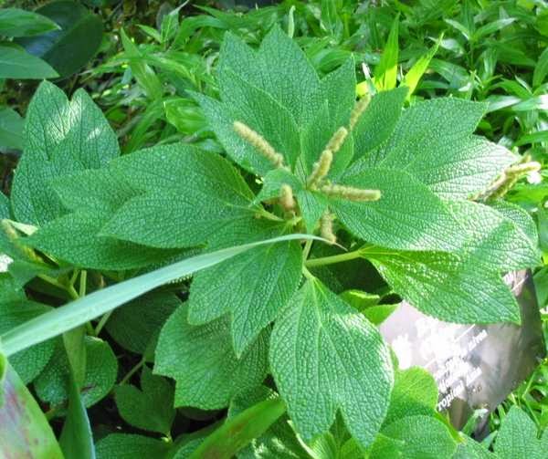 Boehmeria%2Bbiloba Бемерия что общего с крапивой