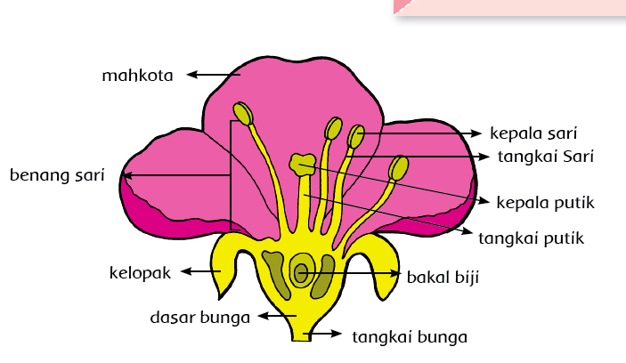 Soal Hots Tentang Perkembangbiakan Tumbuhan