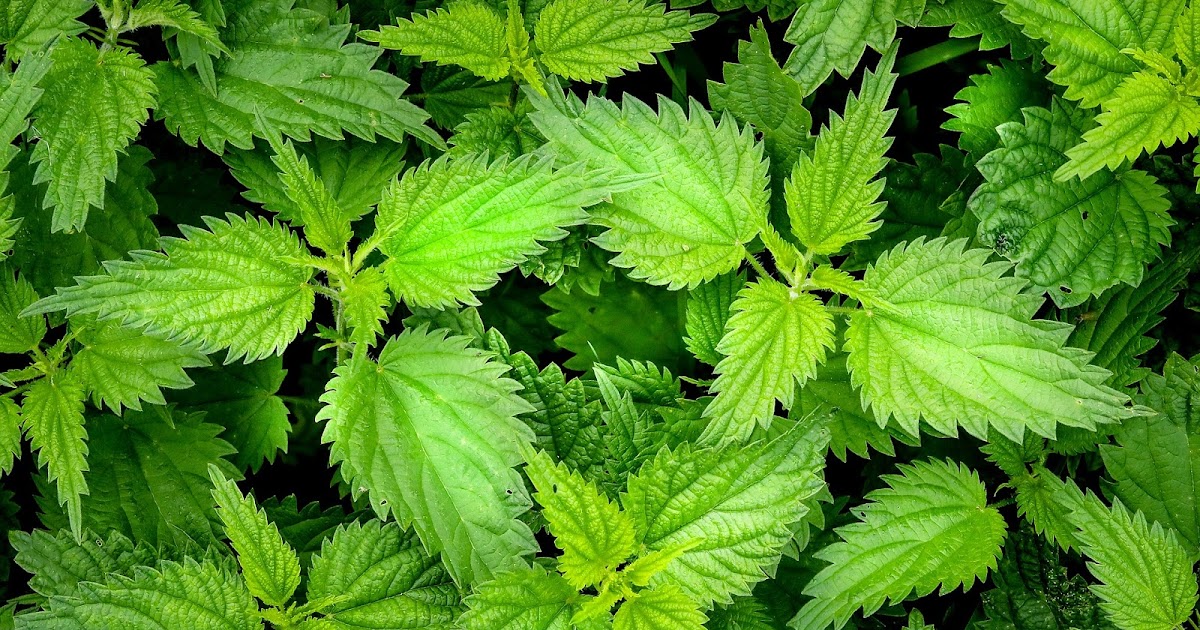 Da culinária à roupa: os mil usos da urtiga.