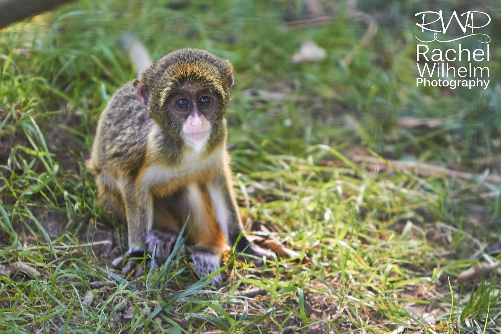 RWP Wildlife: De Brazza's Monkeys