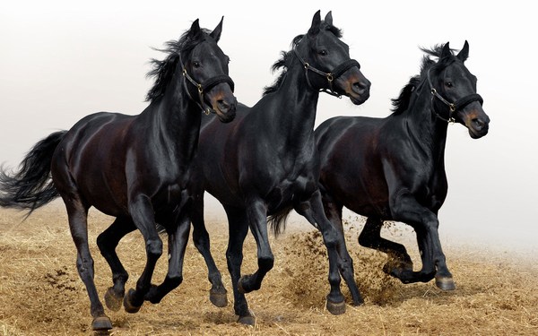 Black Horses Running Swiftly Awesome Wallpaper HD