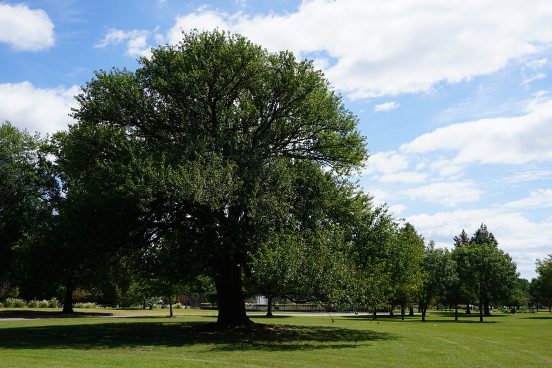 Gramma's Little Corner The Bois d'Arc Tree