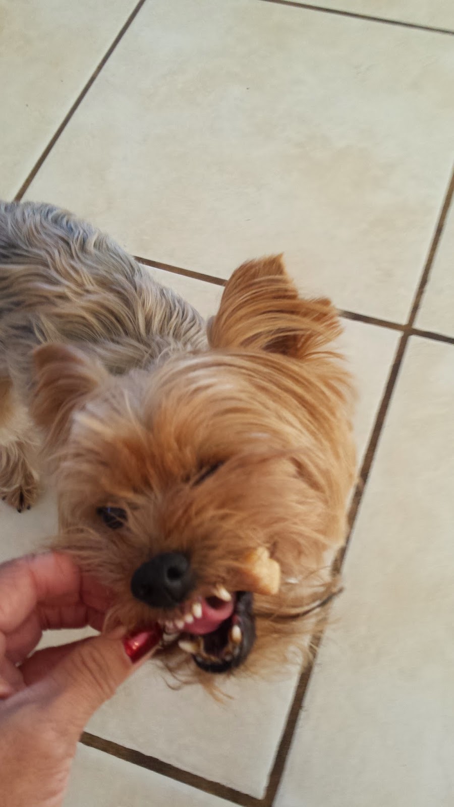 Frugal Shopping and More Blue Buffalo Wilderness Dental Chews Review