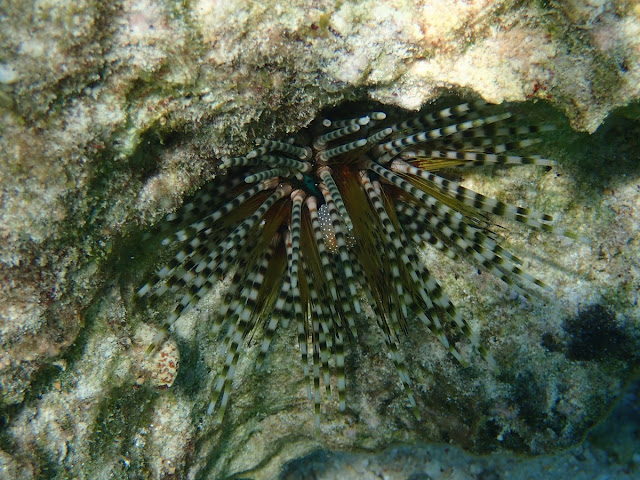 Echinothrix calamaris Echinothrix calamaris